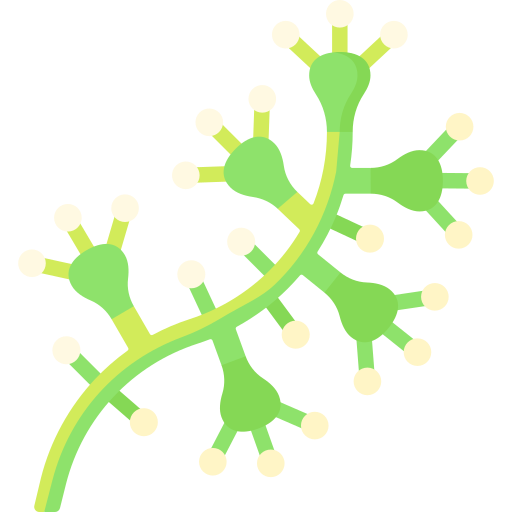 Schefflera icon Special Flat