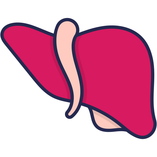 Liver Generic Outline Color icon