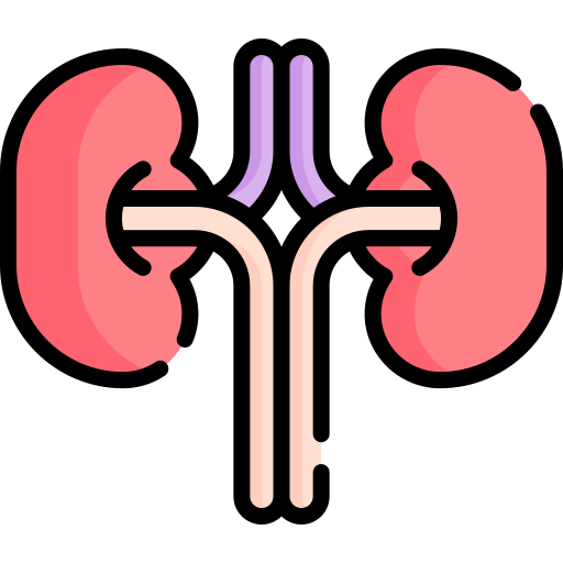 Kidney Special Lineal color icon