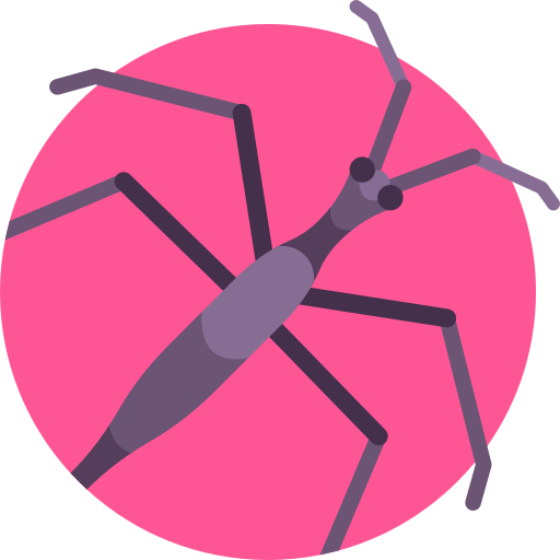 nepidae icono gratis