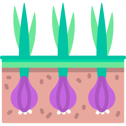 Onion free icon Onion free icon