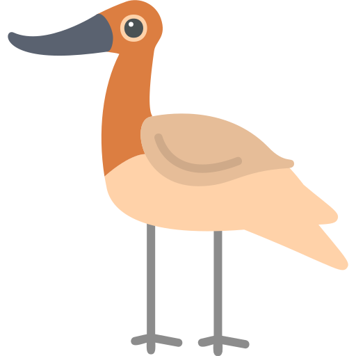 avocet grátis ícone