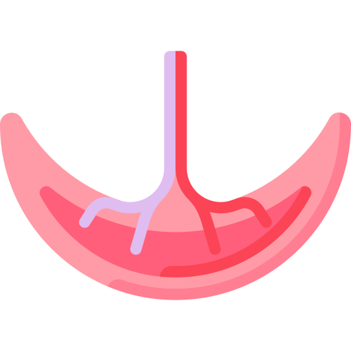 Placenta free icon Placenta free icon