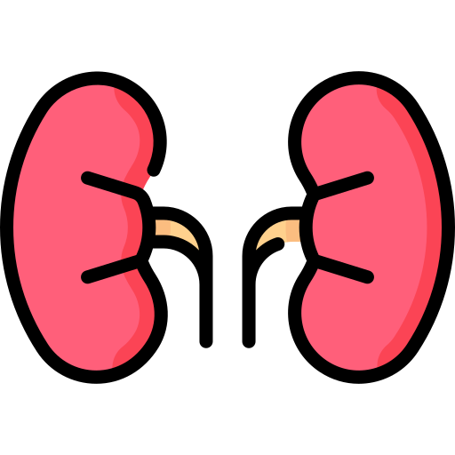 Kidneys - Free healthcare and medical icons