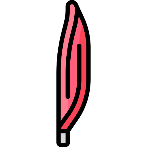 músculo icono gratis