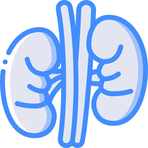 Kidney free icon Kidney free icon