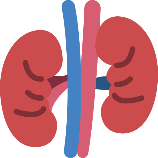 kidneys icon