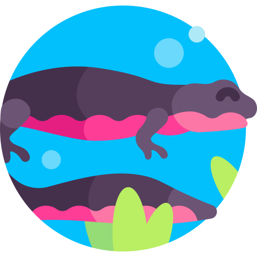 Fire belly newt free icon Fire belly newt free icon