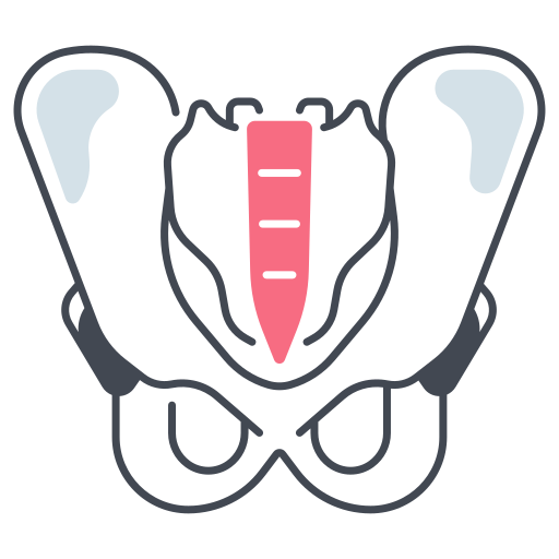 Pelvis Generic Color Lineal-color Icon